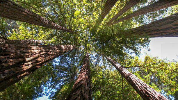 Best Tree Mulching  in Belfair, WA