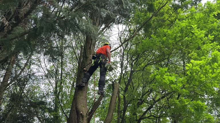 Best Tree Preservation Services  in Belfair, WA