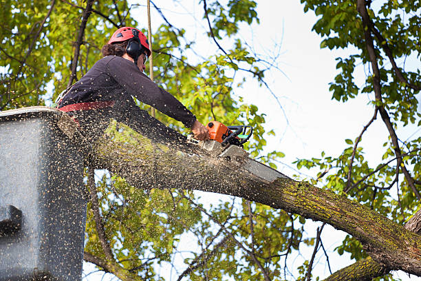 Best Tree and Shrub Care  in Belfair, WA